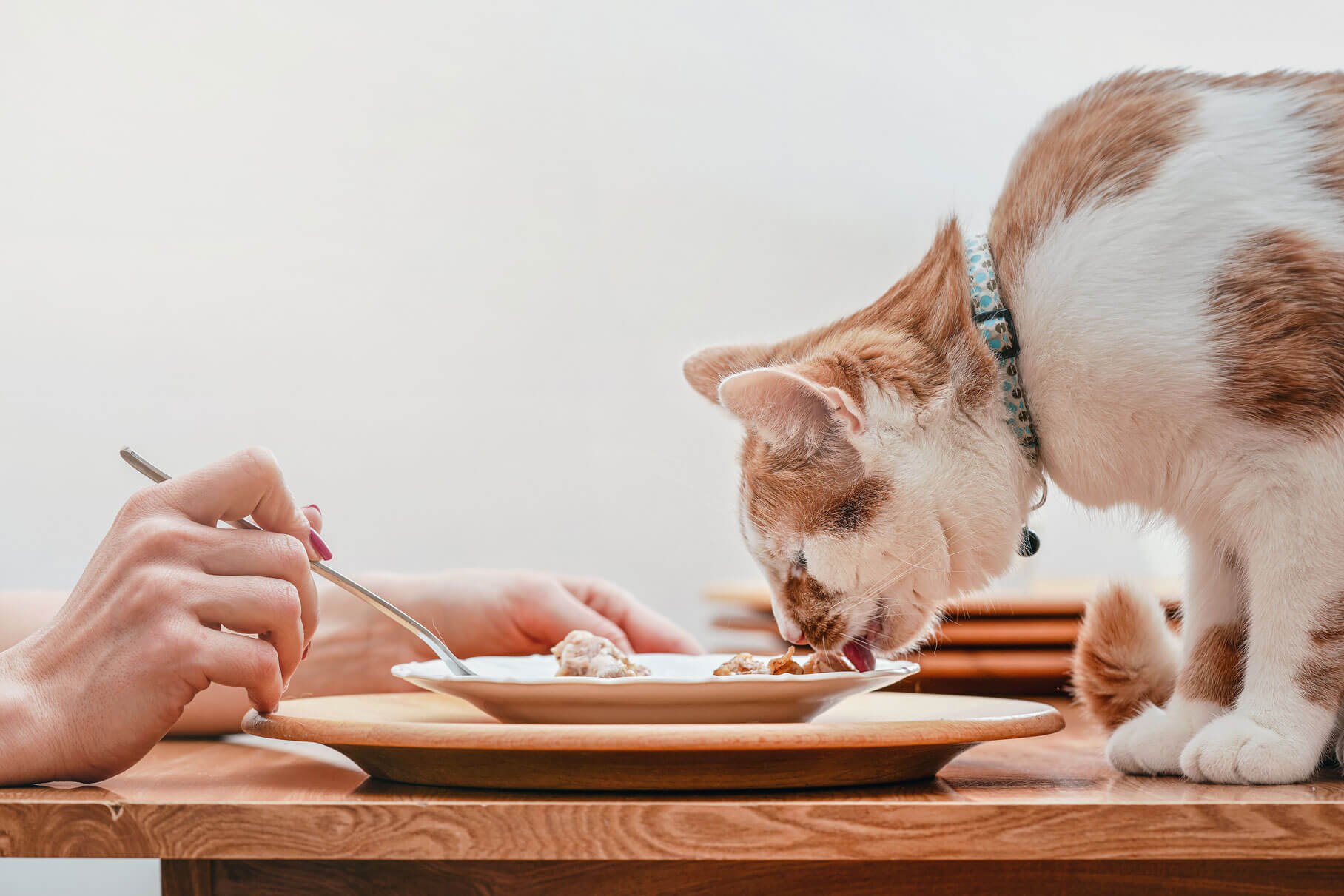 ご飯を食べる猫